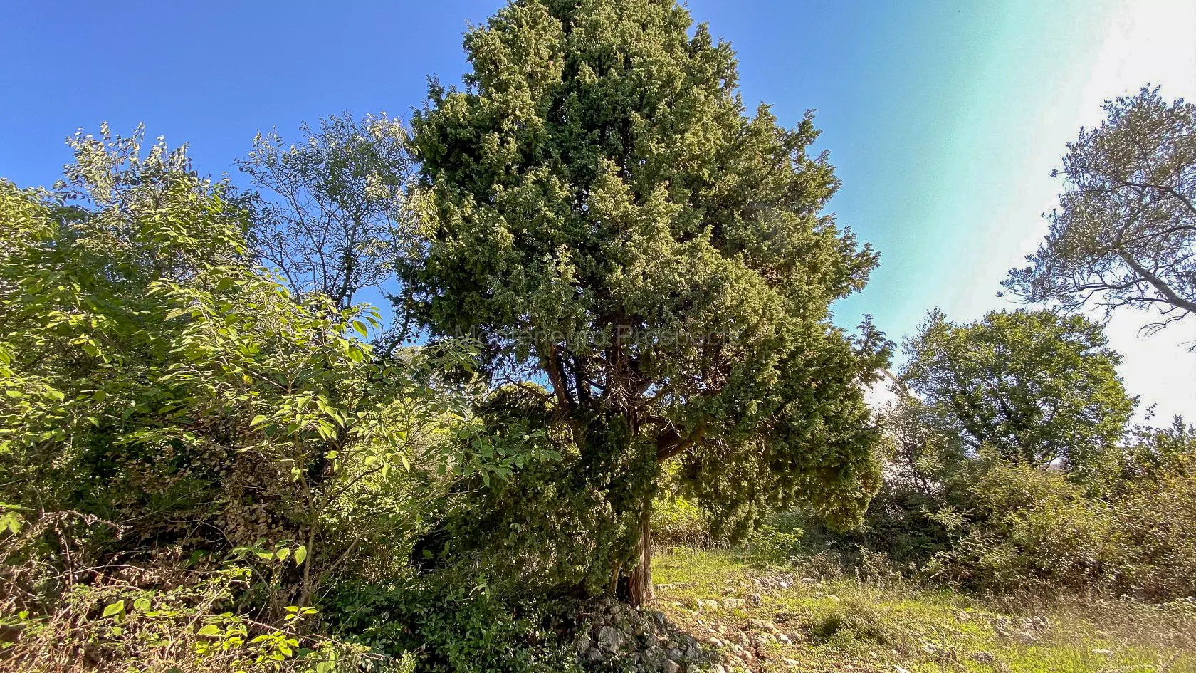 Plac sa rusevinom u susanj 3436 3